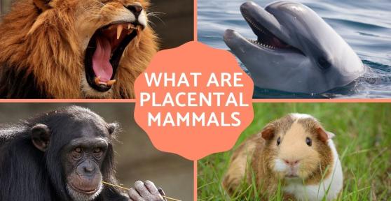 Placental Mammals - Classification & Characteristics