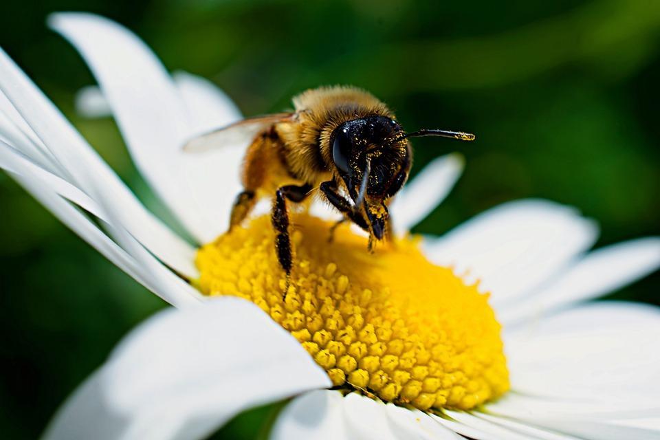 15 Animals That Pollinate - A Full List! - Types and Agents