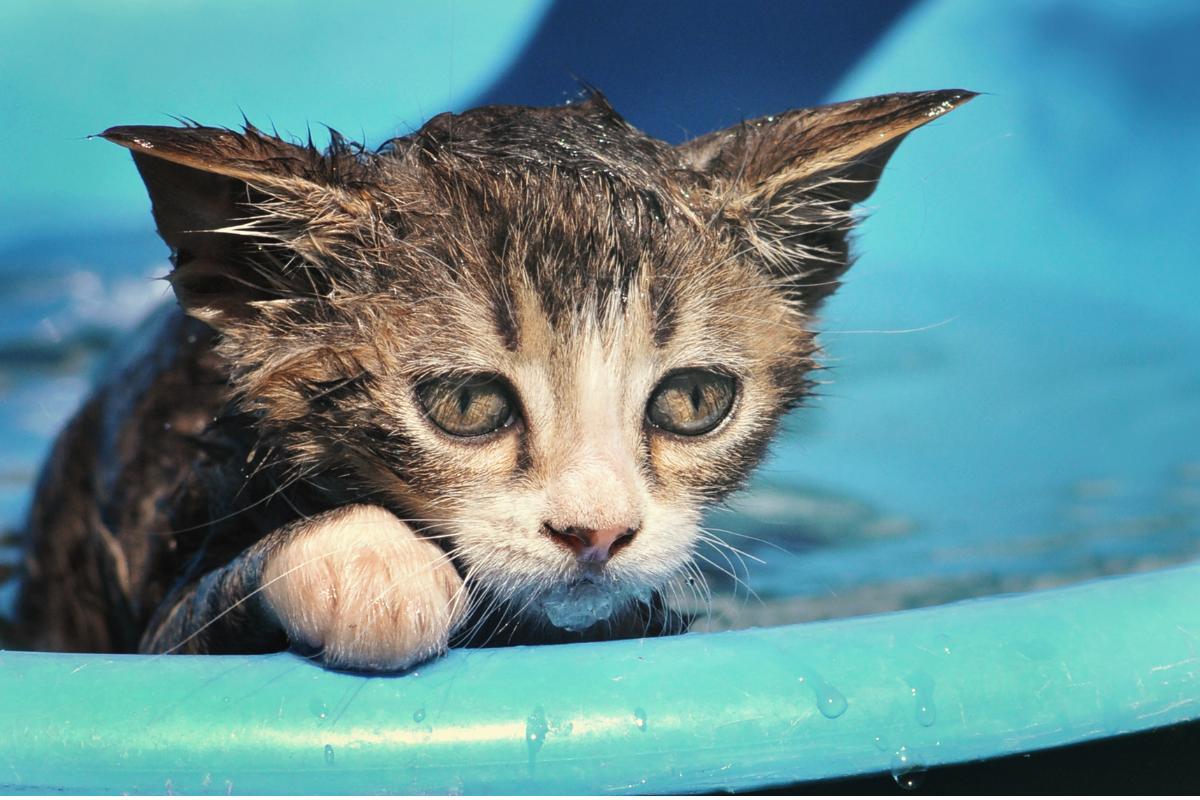 Can You Bathe An Unvaccinated Kitten?