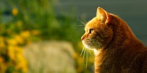 Hindi Names for Male Cats - With Meanings