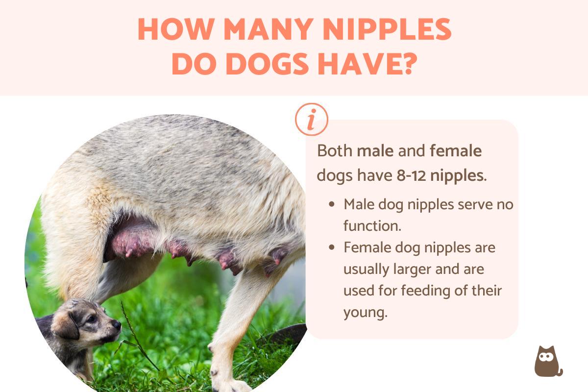 How Many Nipples Do Dogs Have?