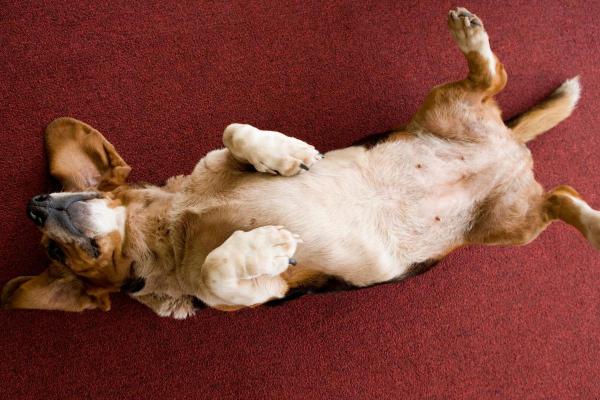 How Many Nipples Do Dogs Have? - What are a female dog's nipples like?