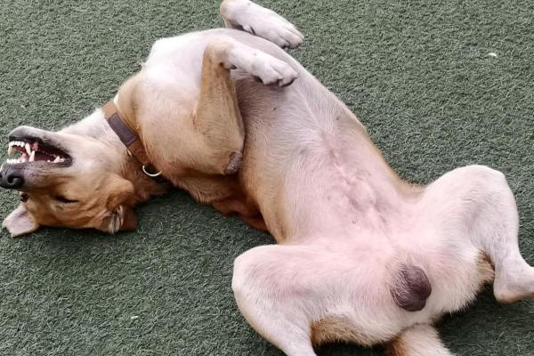 How Many Nipples Do Dogs Have? - What are a male dog's nipples like?