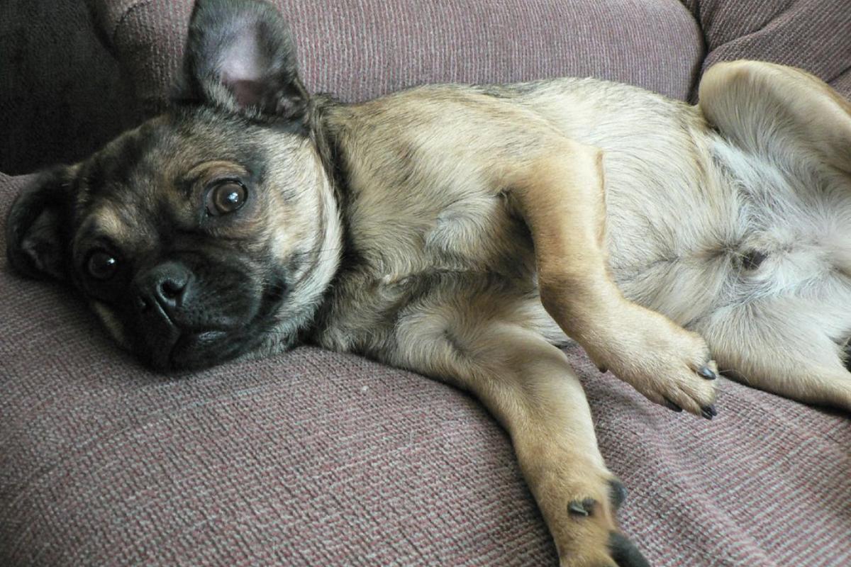 Home Remedies for Upset Stomach in Dogs