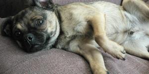 Home Remedies for Upset Stomach in Dogs