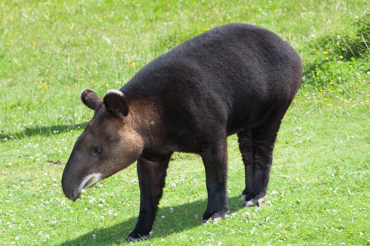 Are Tapirs Endangered?