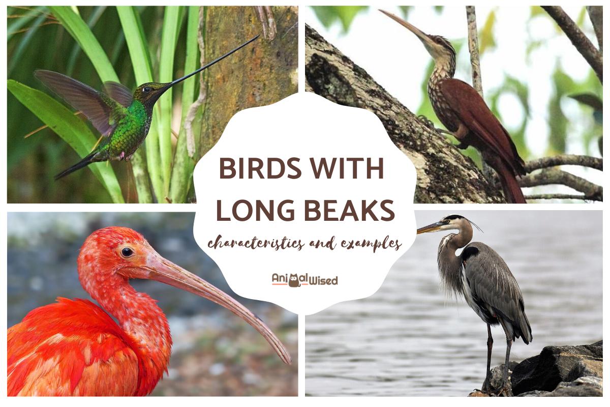 Types of Birds With Long Beaks