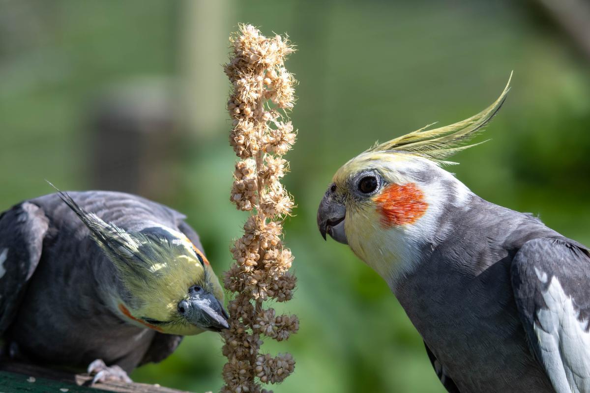 What Do Cockatiels Eat?