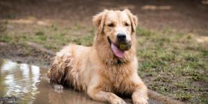 How To Clean A Dog Without A Bath