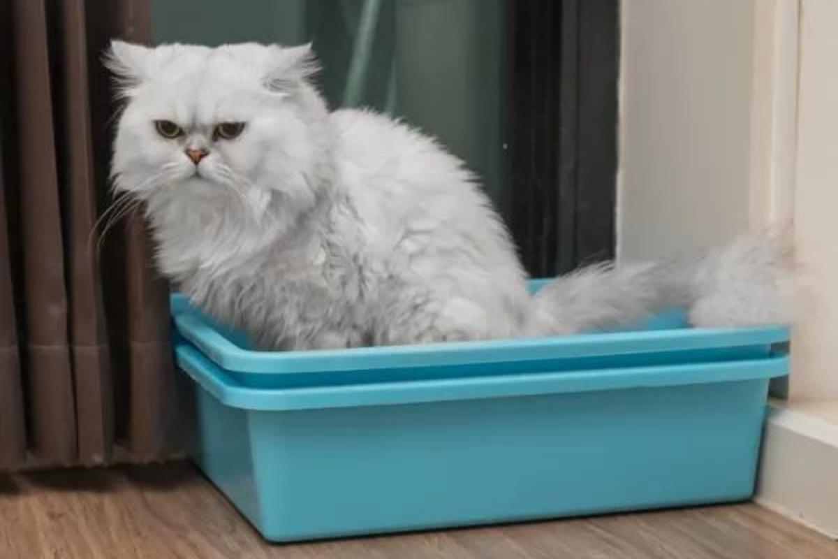 How to Remove Cat Urine Smell From the House