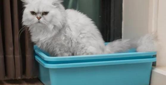 How to Remove Cat Urine Smell From the House