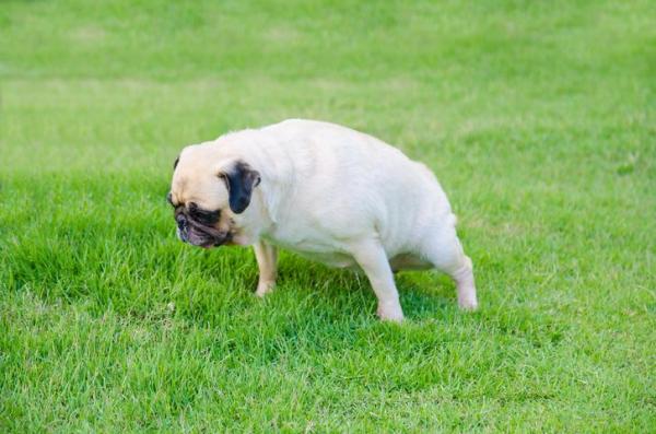 My Female Dog Has Green Discharge