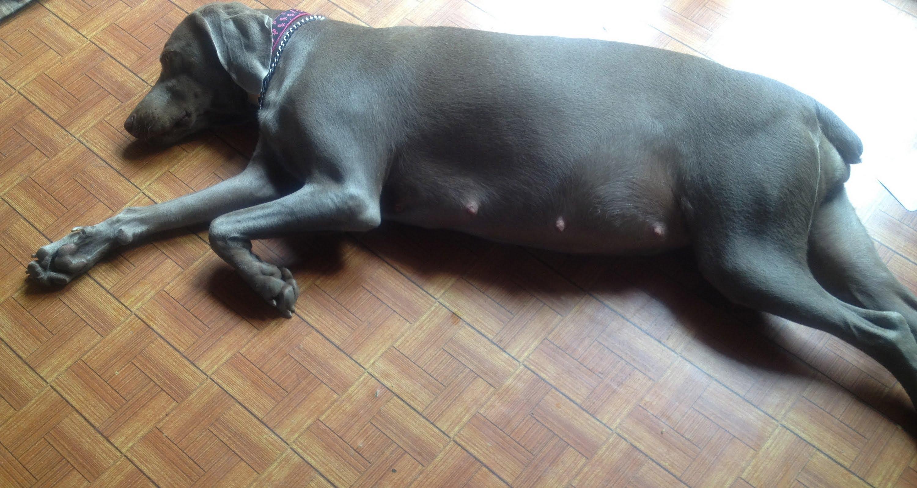My Female Dog Has Green Discharge Causes and Treatment