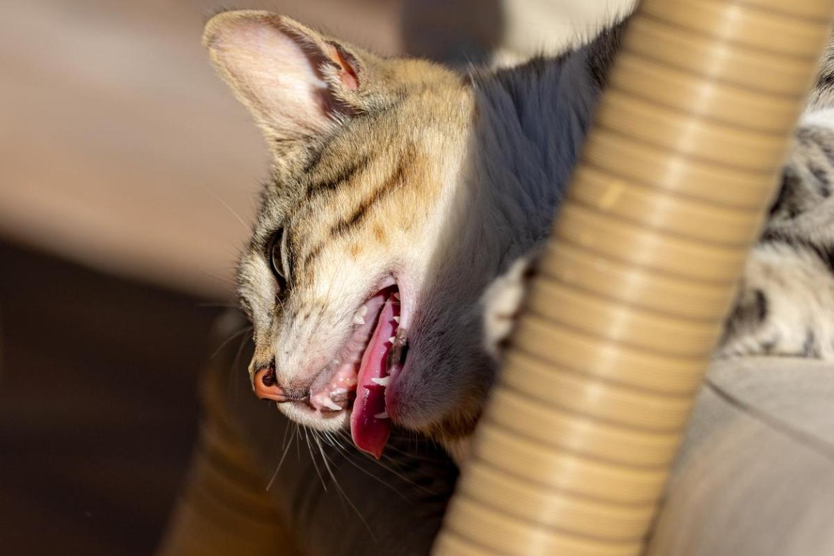 My Cat Is Panting Like a Dog