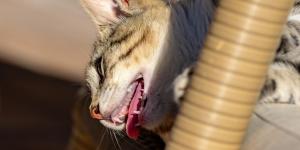 My Cat Is Panting Like a Dog
