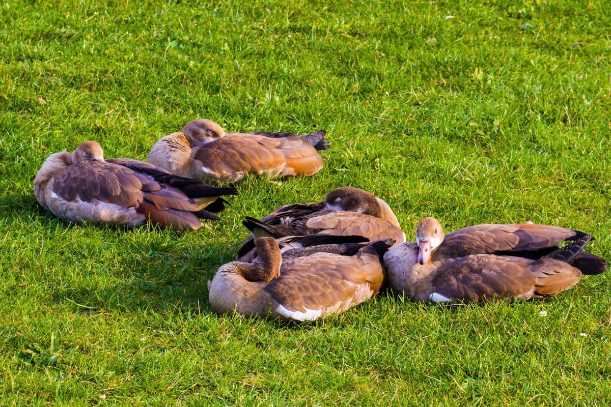 Where Do Geese Sleep at Night?