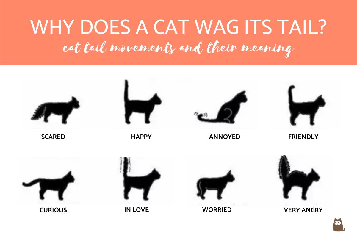 Why Does a Cat Wag Its Tail?
