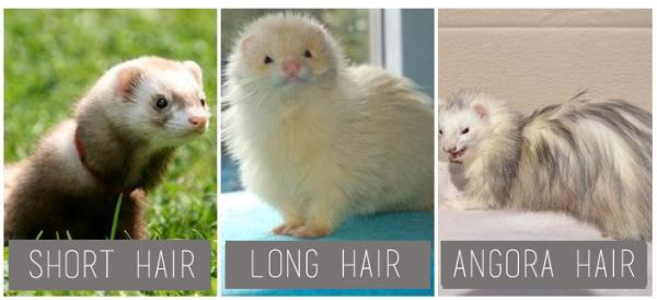 Types of Ferret According to their Size, Color and Coat - Ferret types according to coat