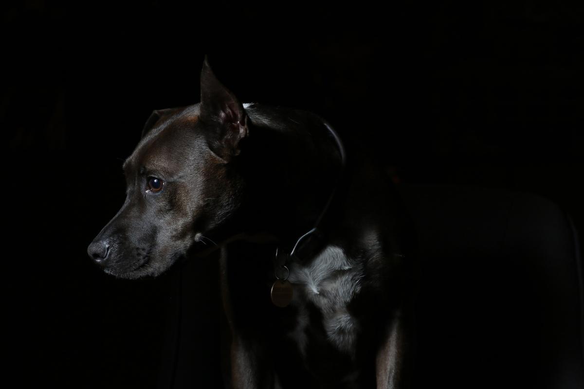 My Dog is Afraid of the Dark - Causes and Solutions