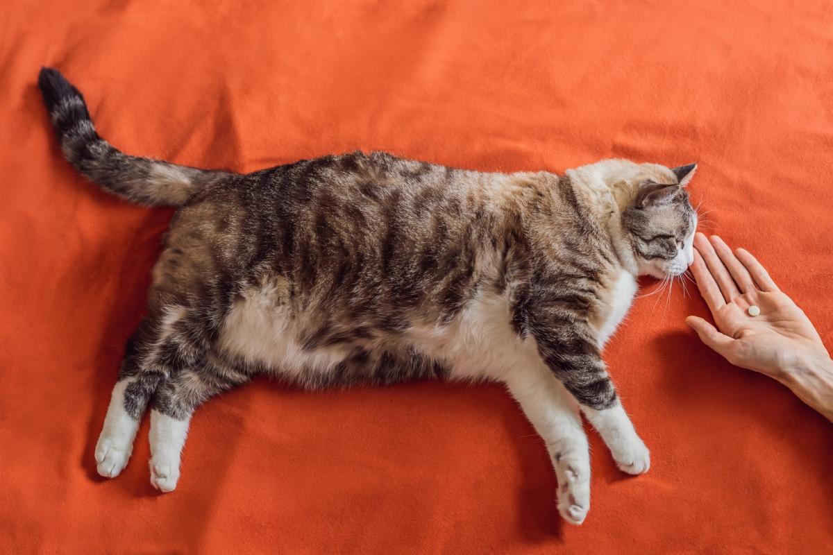 Omeprazole for Cats - Dosage, Uses and Side Effects