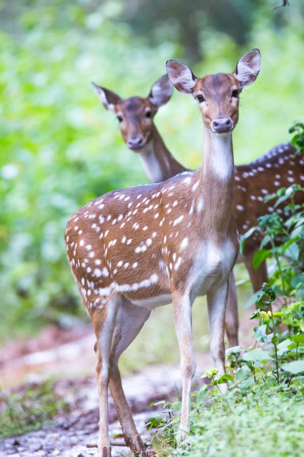 Deer as Pets: Guidelines and Tips