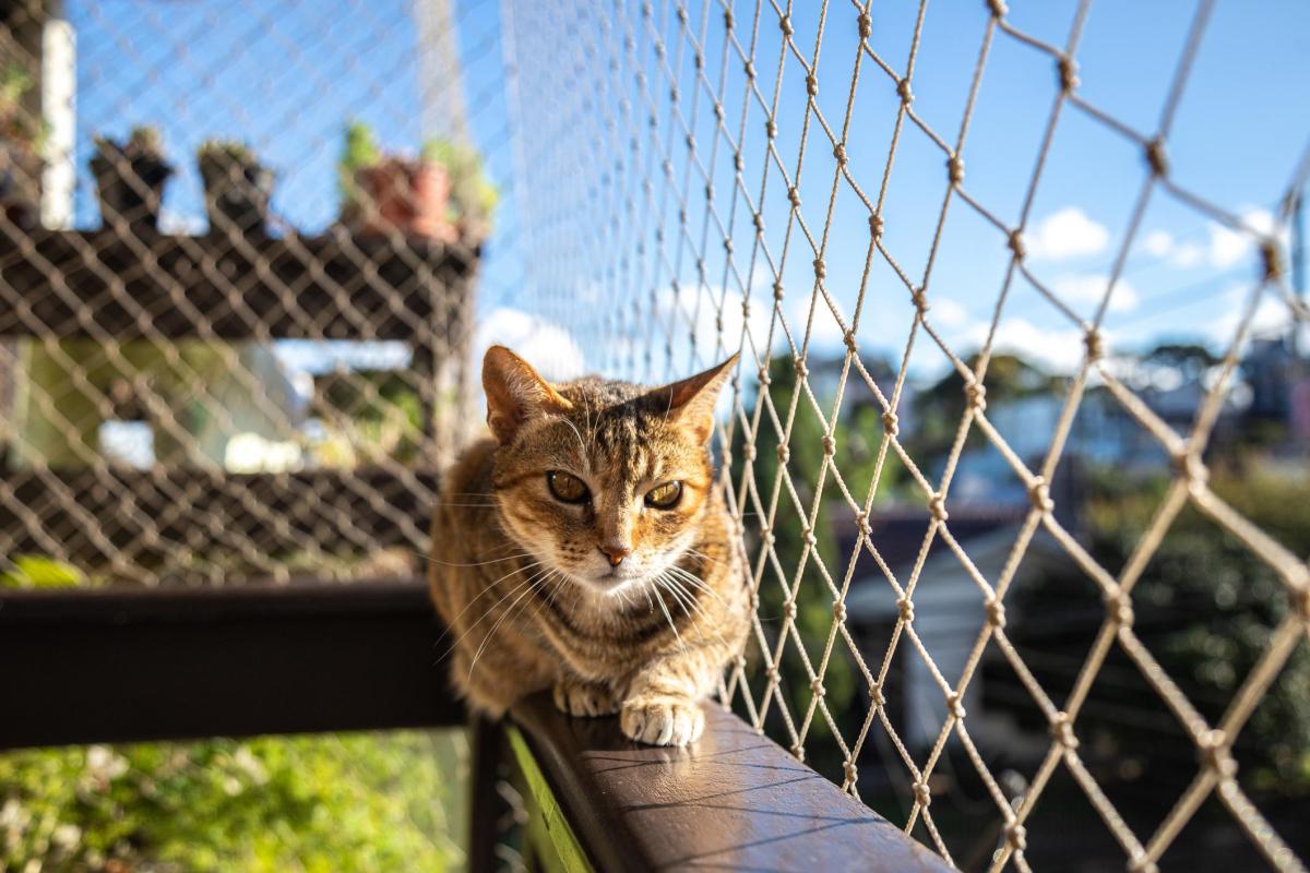 Cat Netting for Balconies and Windows