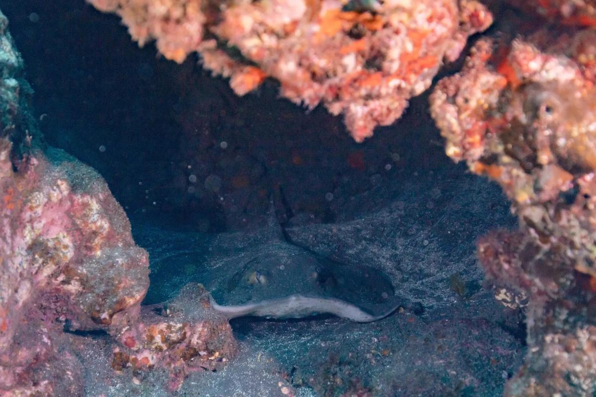 20 Types of Stingrays With Photos