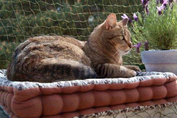 Cat Netting for Balconies and Windows - Which cat netting should I choose?