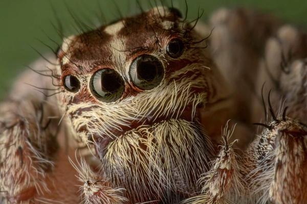 Eyes of Spiders - How Many Eyes Do Spiders Have?