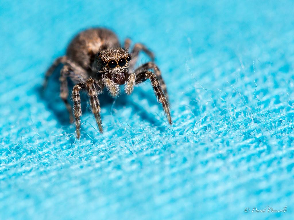 Eyes of Spiders Number of Eyes, Structure, and Types