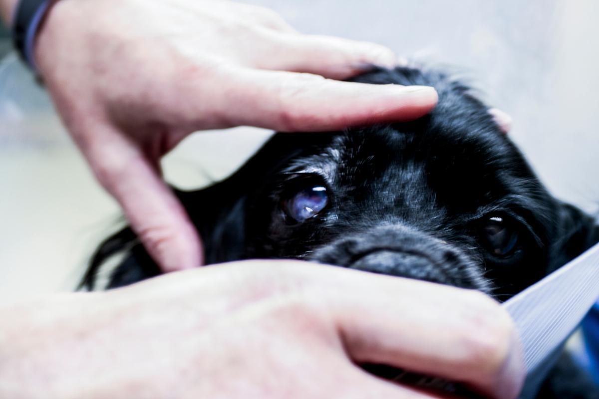 Sudden Blindness in Dogs