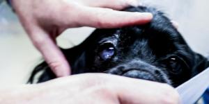 Sudden Blindness in Dogs