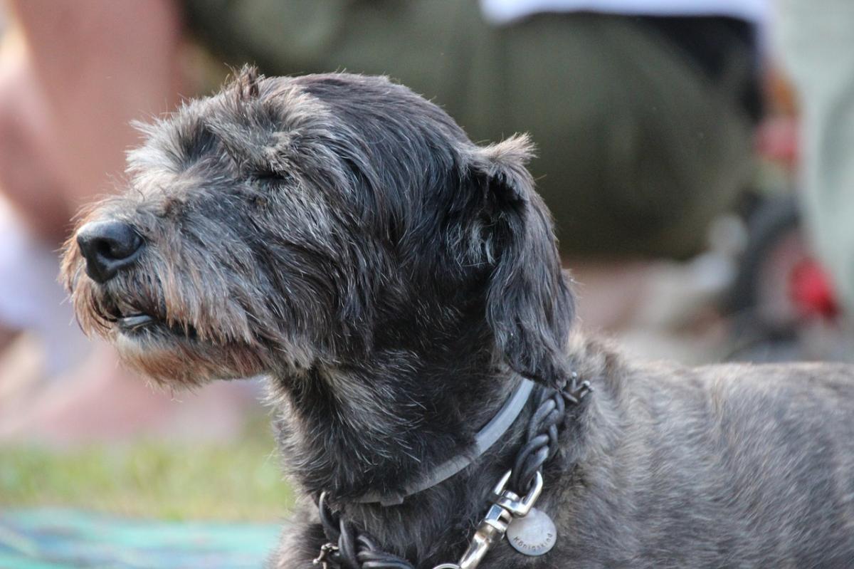 Complete Senior Dog Care Guide