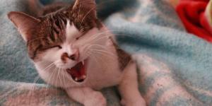 Why Does My Cat Cough Sometimes?