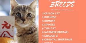 Asian Cat Breeds