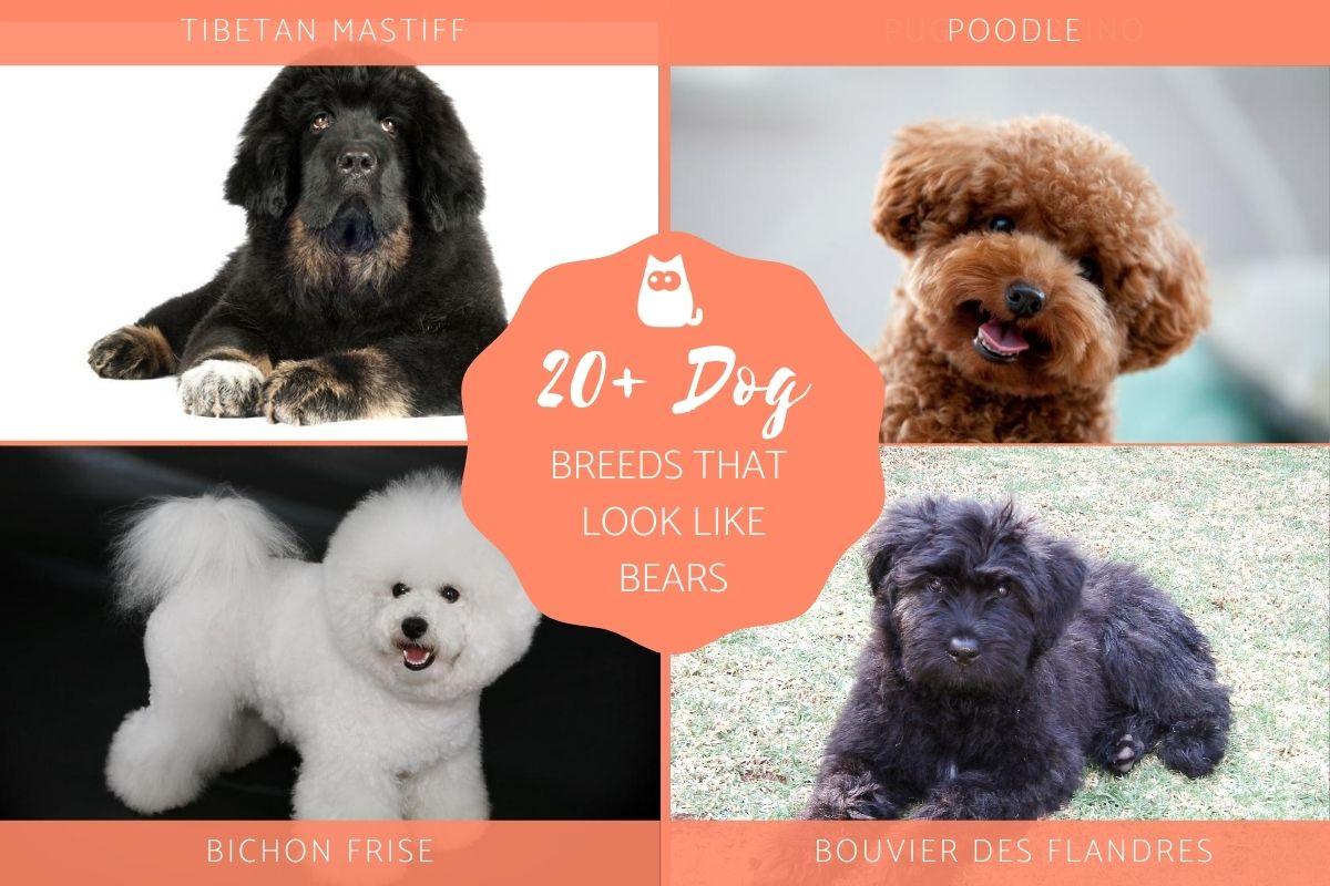 Breeds of Dog That Look Like Bears