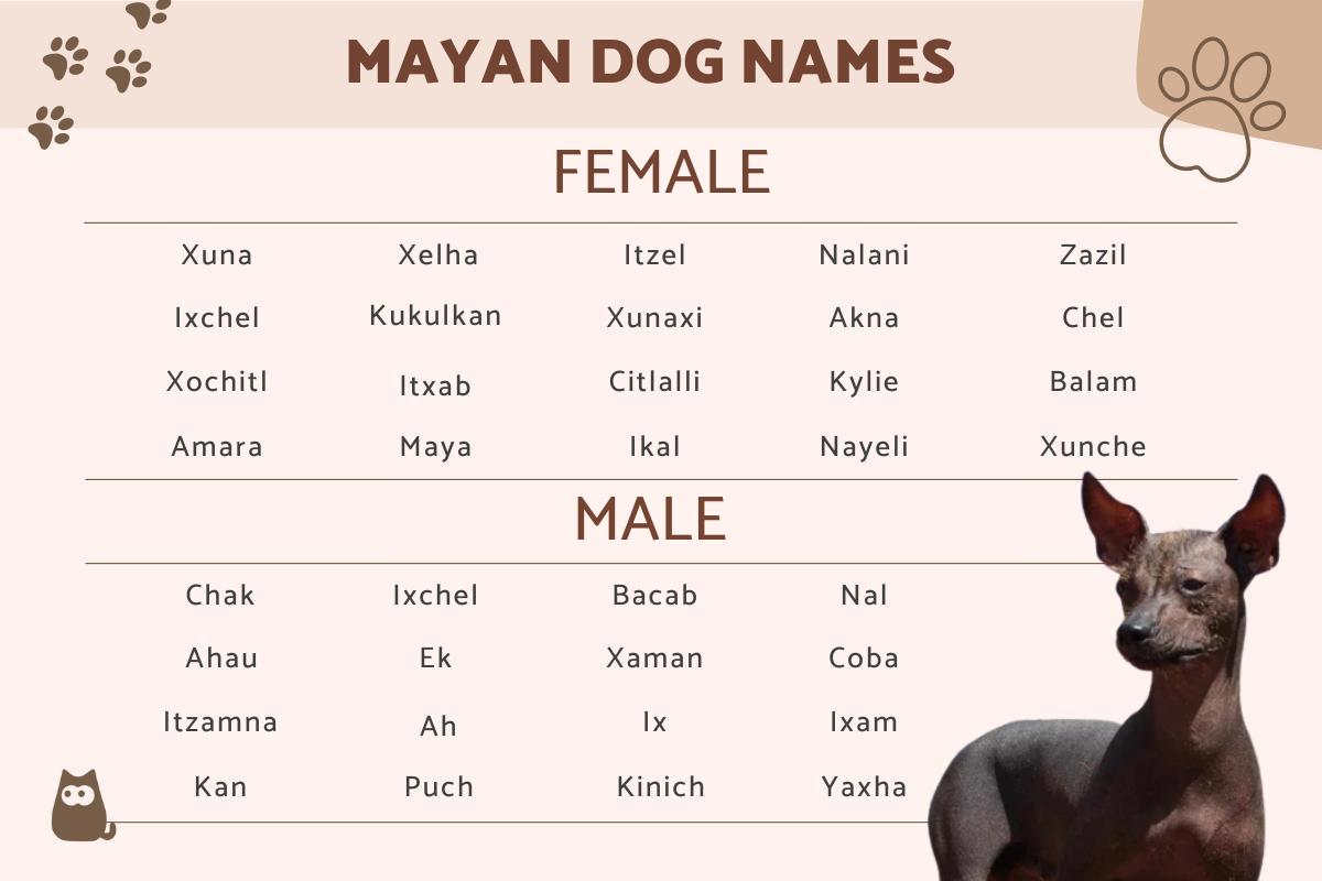 Mayan Names for Dogs - Male and Female