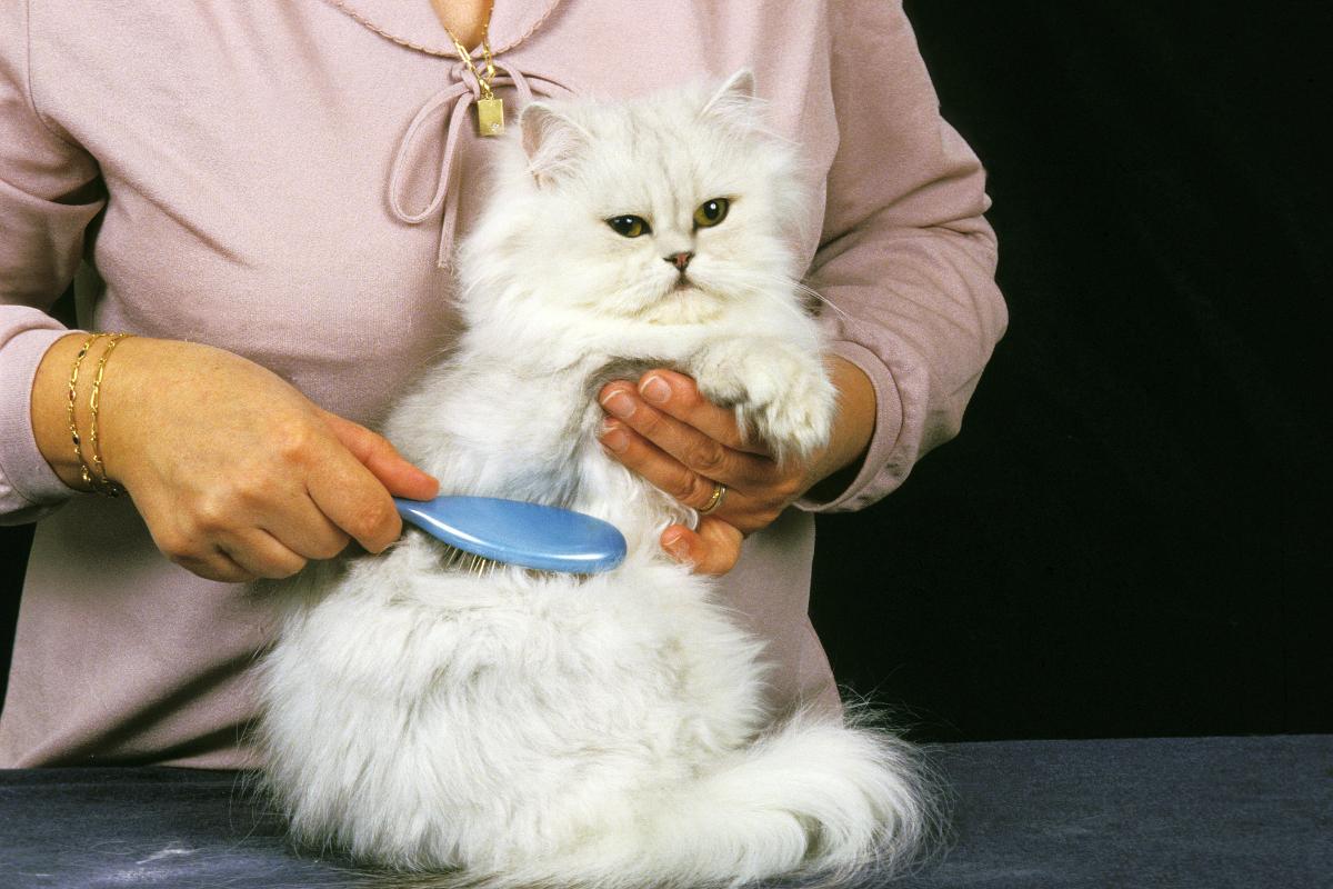 How to Get Mats Out of a Persian Cat's Hair