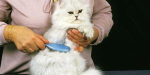 How to Get Mats Out of a Persian Cat's Hair