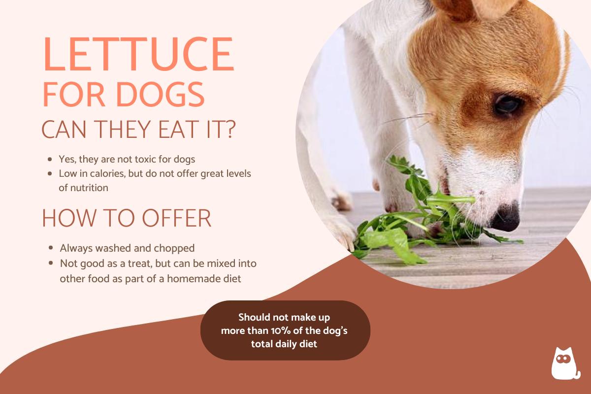 Is Lettuce Good for Dogs?
