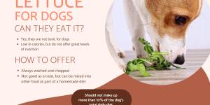 Is Lettuce Good for Dogs?