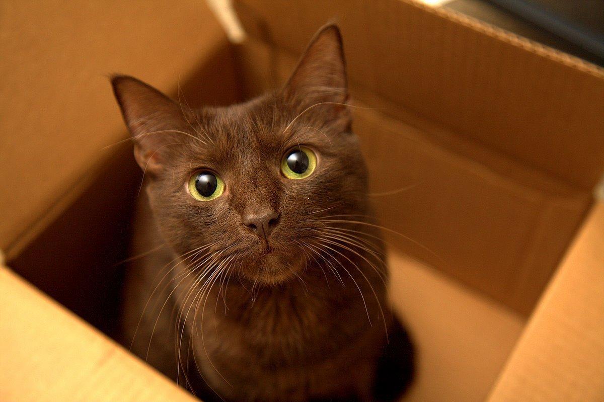 Havana cat