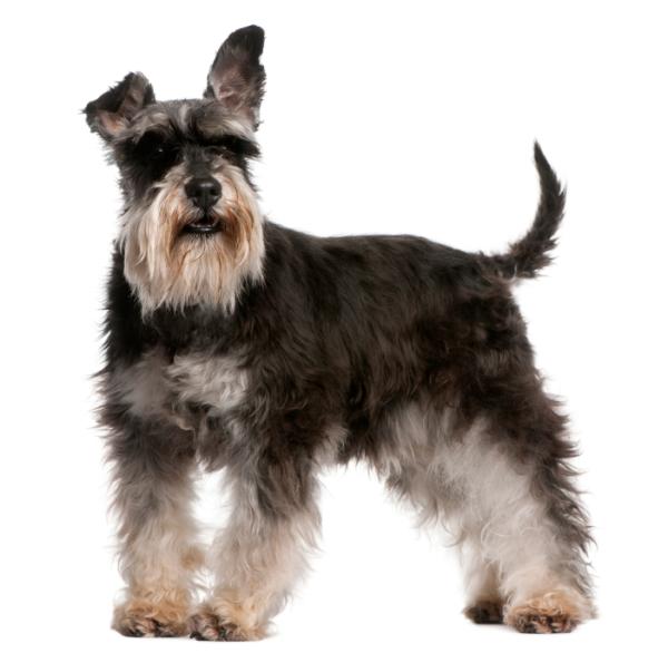 Standard schnauzer