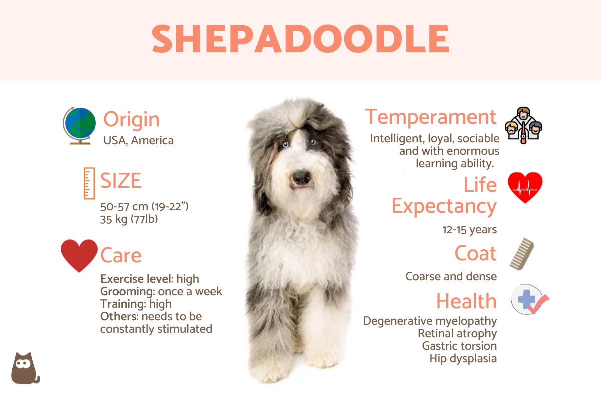 Shepadoodle