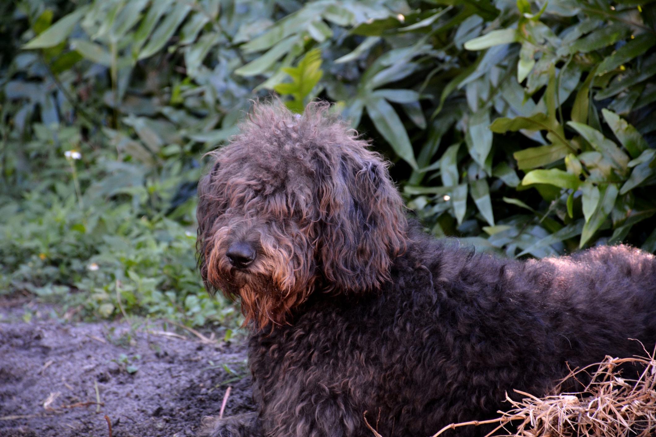 Shepadoodle (Breed Information and Photos)