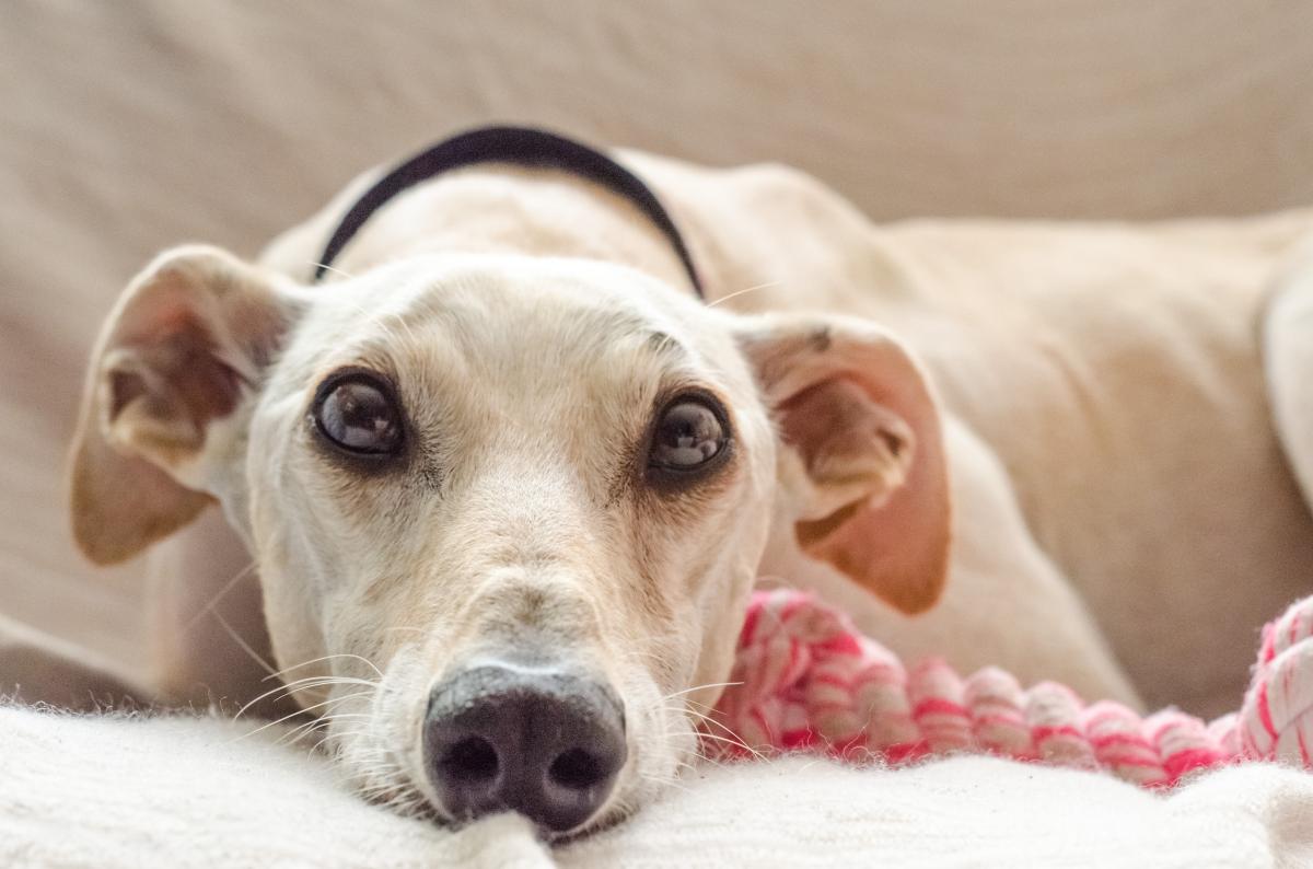 Spanish Sighthound