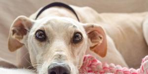 Spanish Sighthound