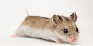 Chinese Hamster