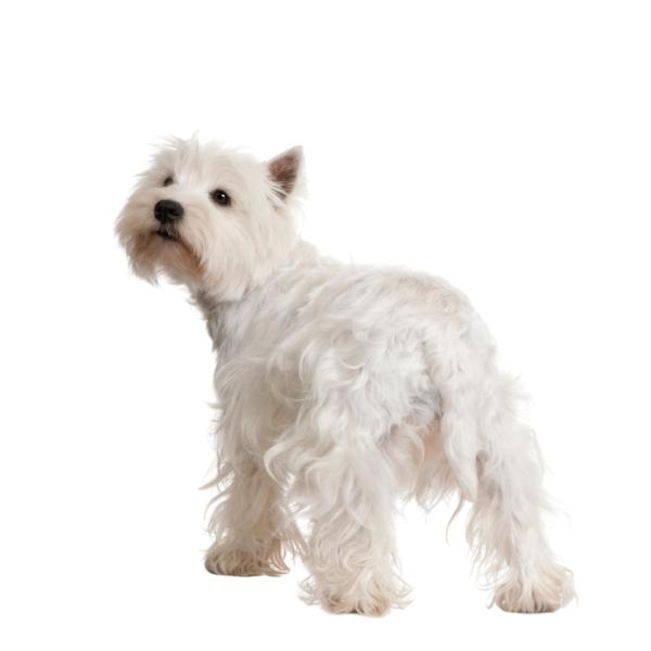 West Highland White Terrier