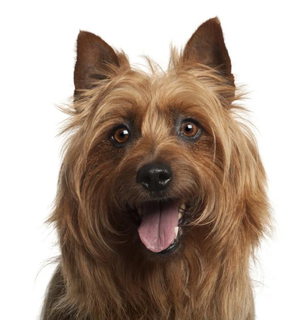 Australian Terrier